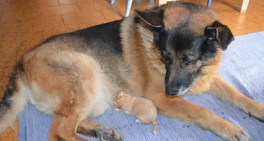Sta bene il cucciolo di cane trovato nel cassonetto a Storo