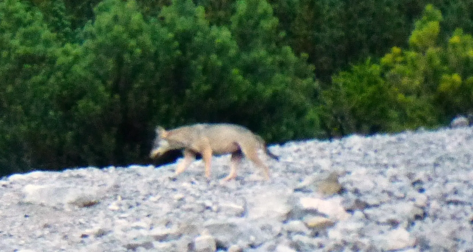 I cacciatori avvistano una lupa sul Brenta: video e foto