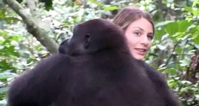 Dopo 23 anni ritrova nella foresta il gorilla con cui è cresciuta