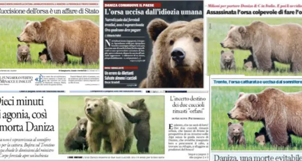 Tutta Italia parla di Daniza