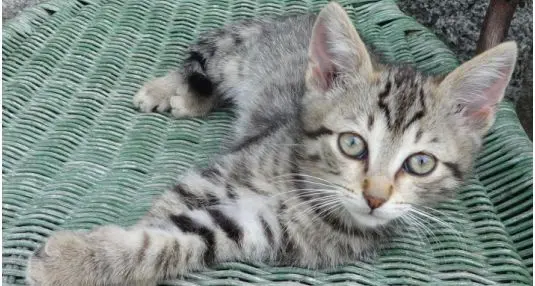 I gatti disturbano la vicina Per la Cassazione è stalking