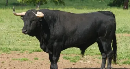 Toro allo spiedo, animalisti furiosi