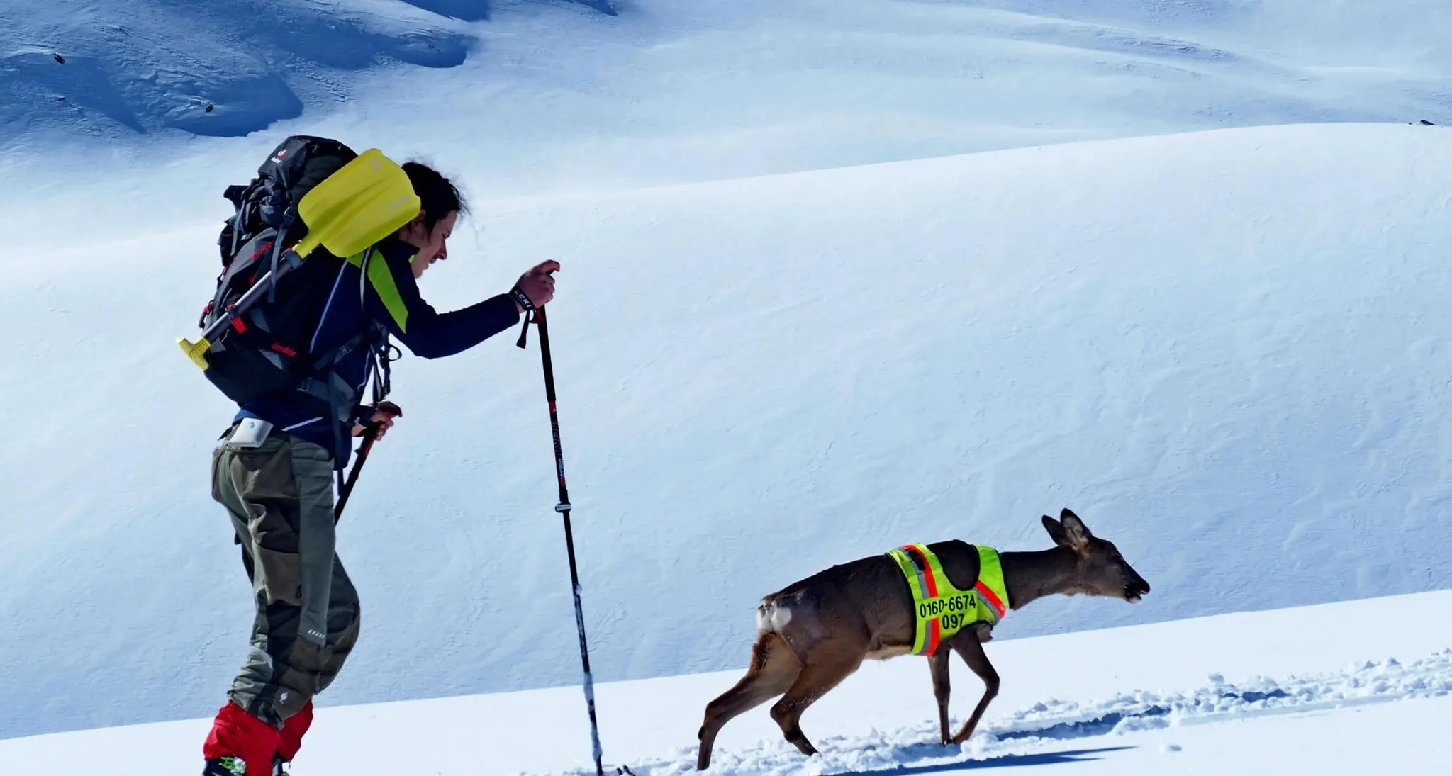 Lo scialpinista a spasso a passo Resia con il suo cane e il suo cerbiatto