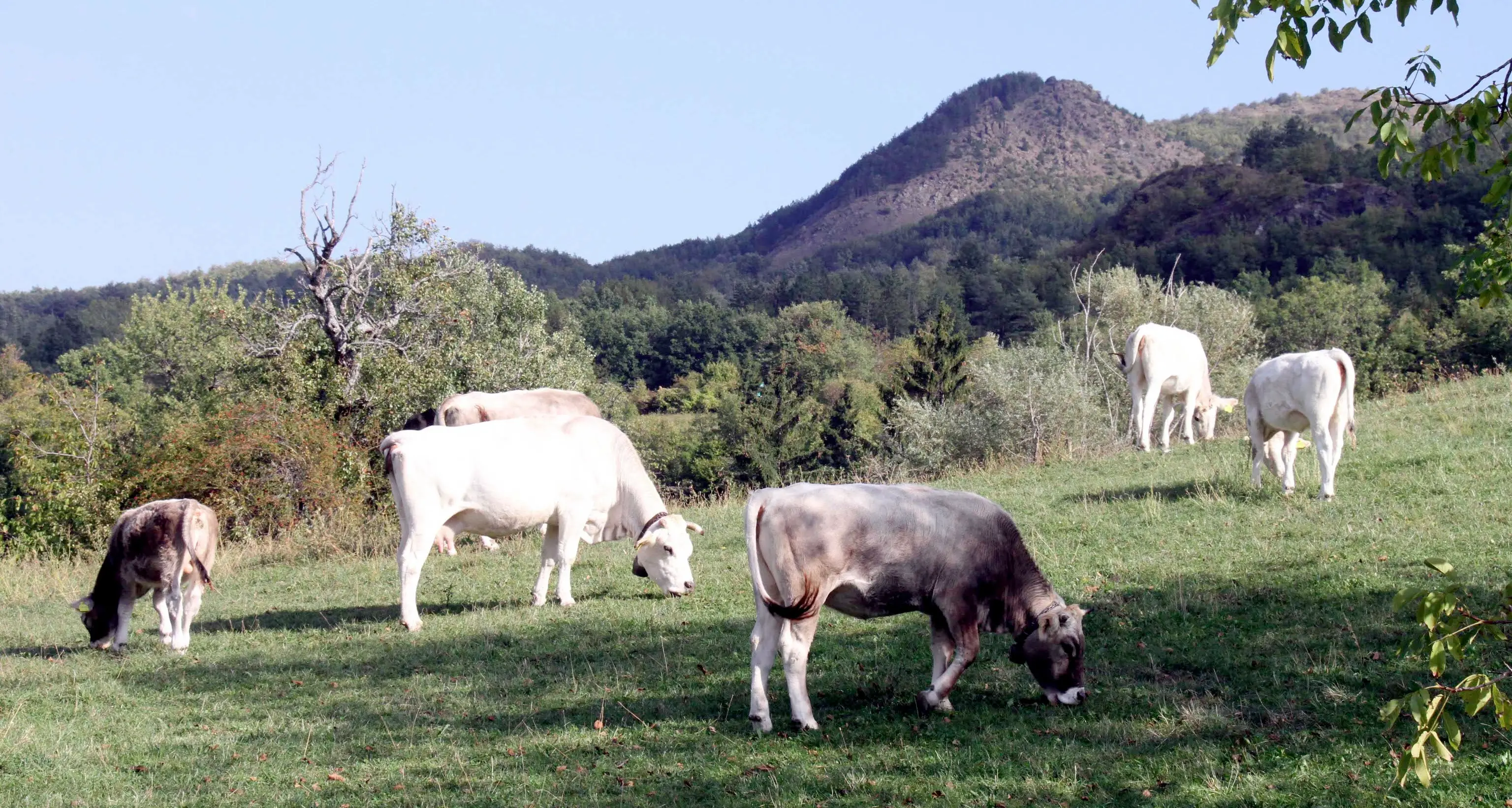 Corse di carri con bovini e cavalli: inchiesta su maltrattamenti di animali