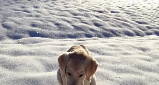 Il Labrador delle nevi fiemmesi