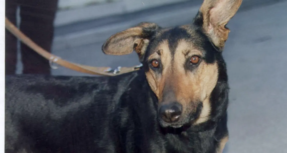 Prende a calci e frustate il cane Denunciato un 35enne trentino