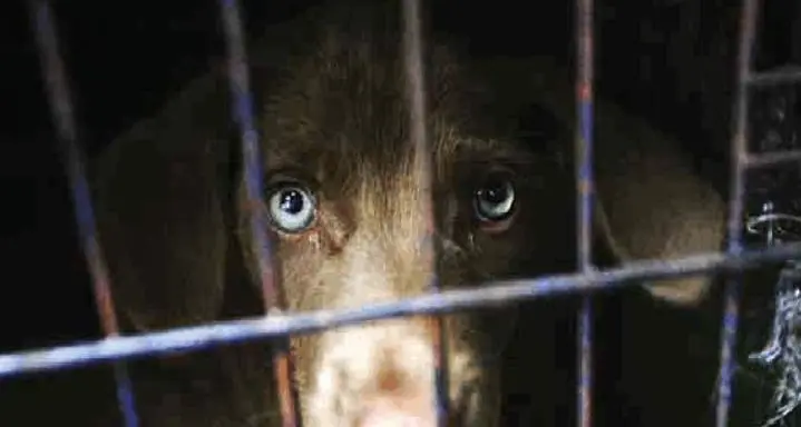 Accusati di maltrattamento animale: assolti, riavranno il cane