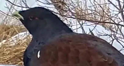 Il gallo cedrone a spasso fra gli sciatori