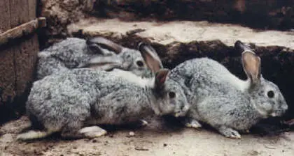 Gardolo, ladri di polli e di conigli in azione