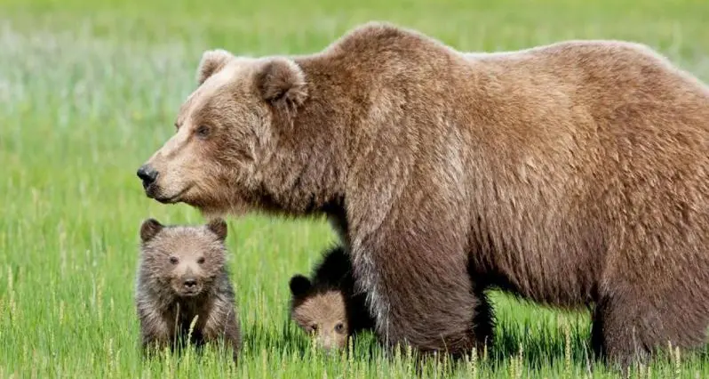 Morte di Daniza, il gip respinge l'archiviazione Indagato il veterinario per l'uccisione colposa del'orsa