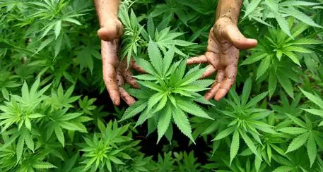 Legalizzare la marijuana, in Parlamento idea bipartisan