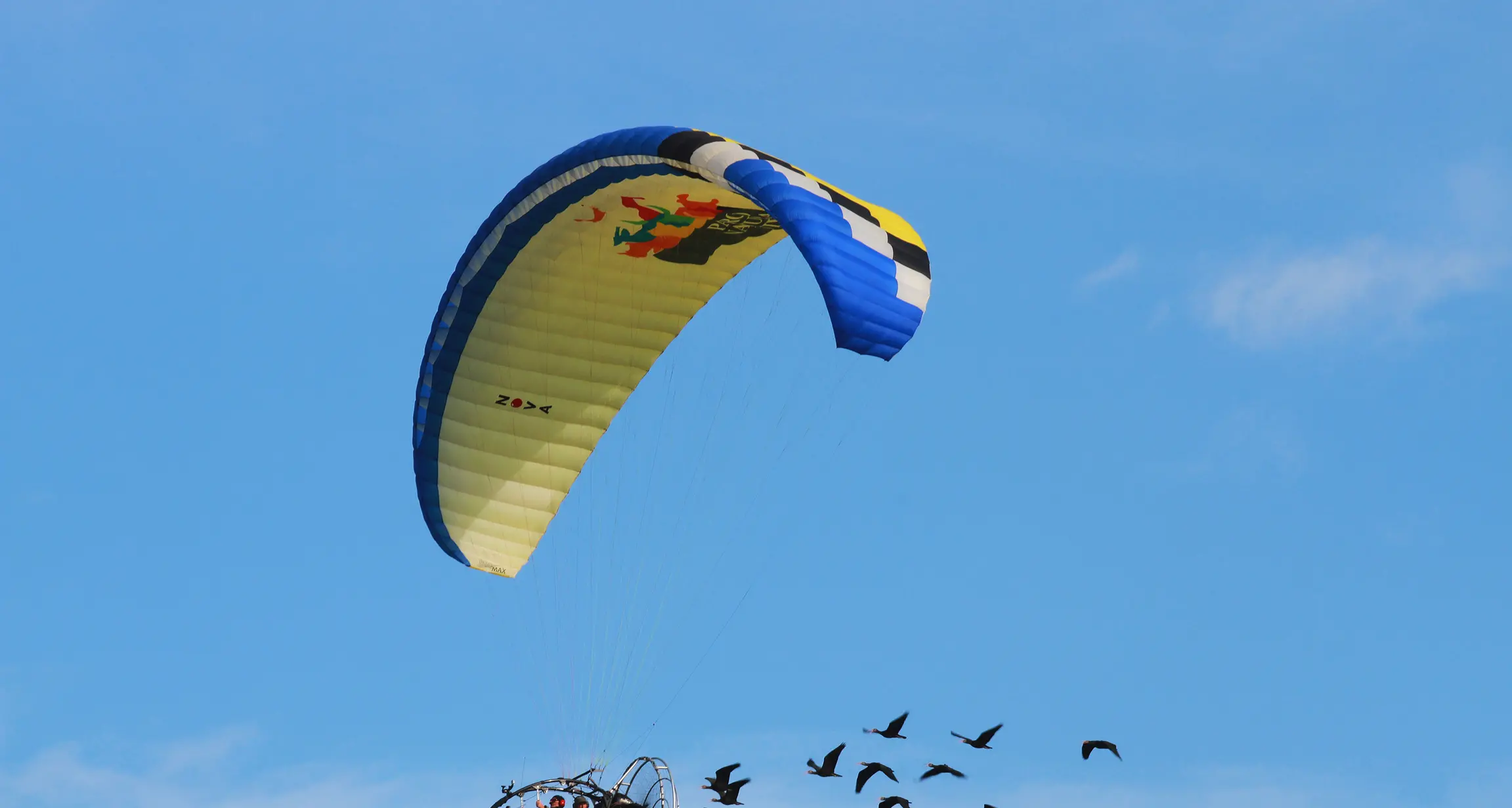 Gli Ibis in volo cooperano tra di loro