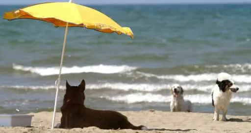 Una spiaggia per cani a San Cristoforo