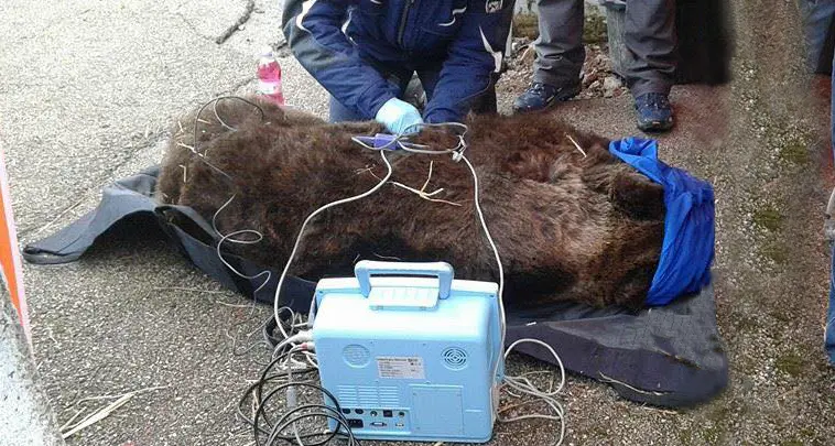 L'orsa Caterina sedata e trasferita da Caserta all'Abruzzo. Ma in questo caso ha operato un team specializzato