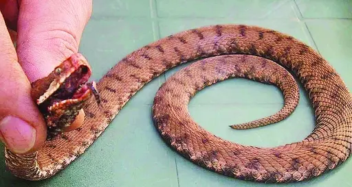 Morso da una vipera Ragazzo in rianimazione