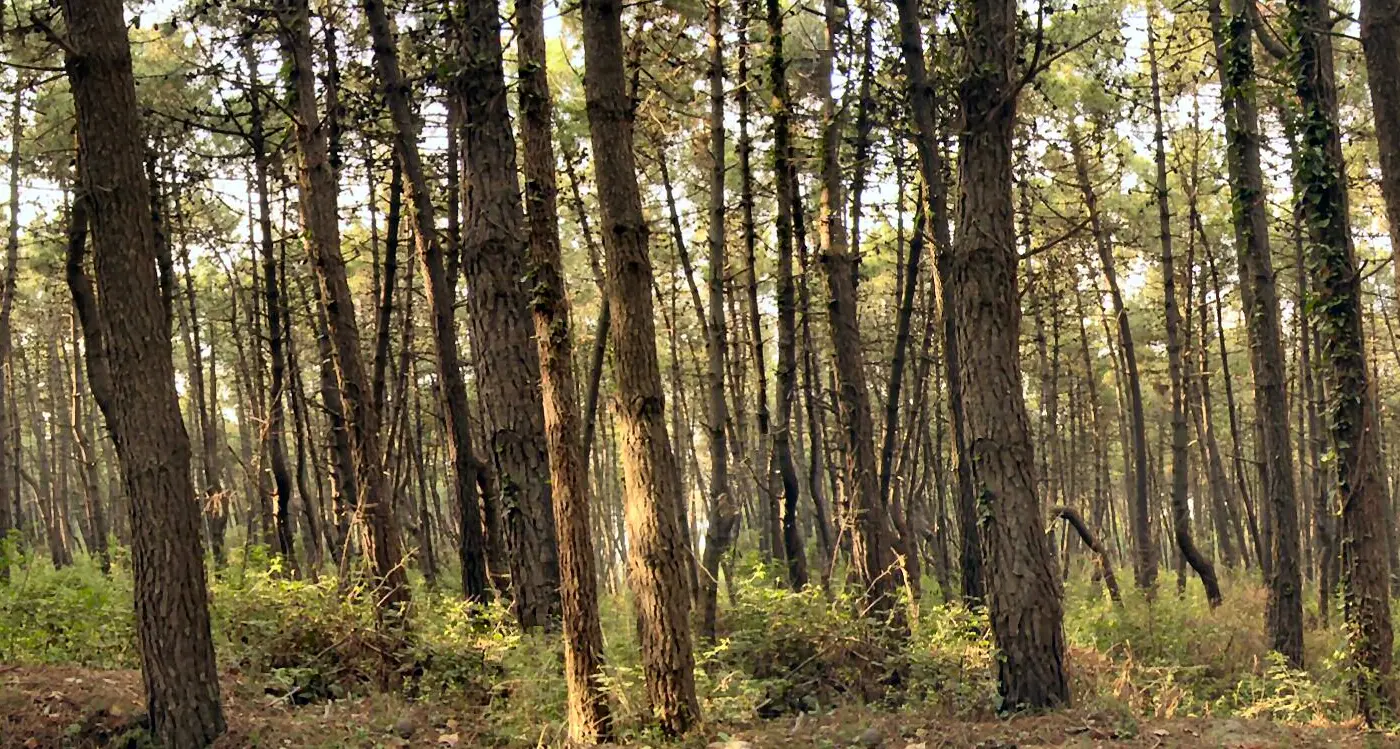 Chiese, nuovo custode forestale