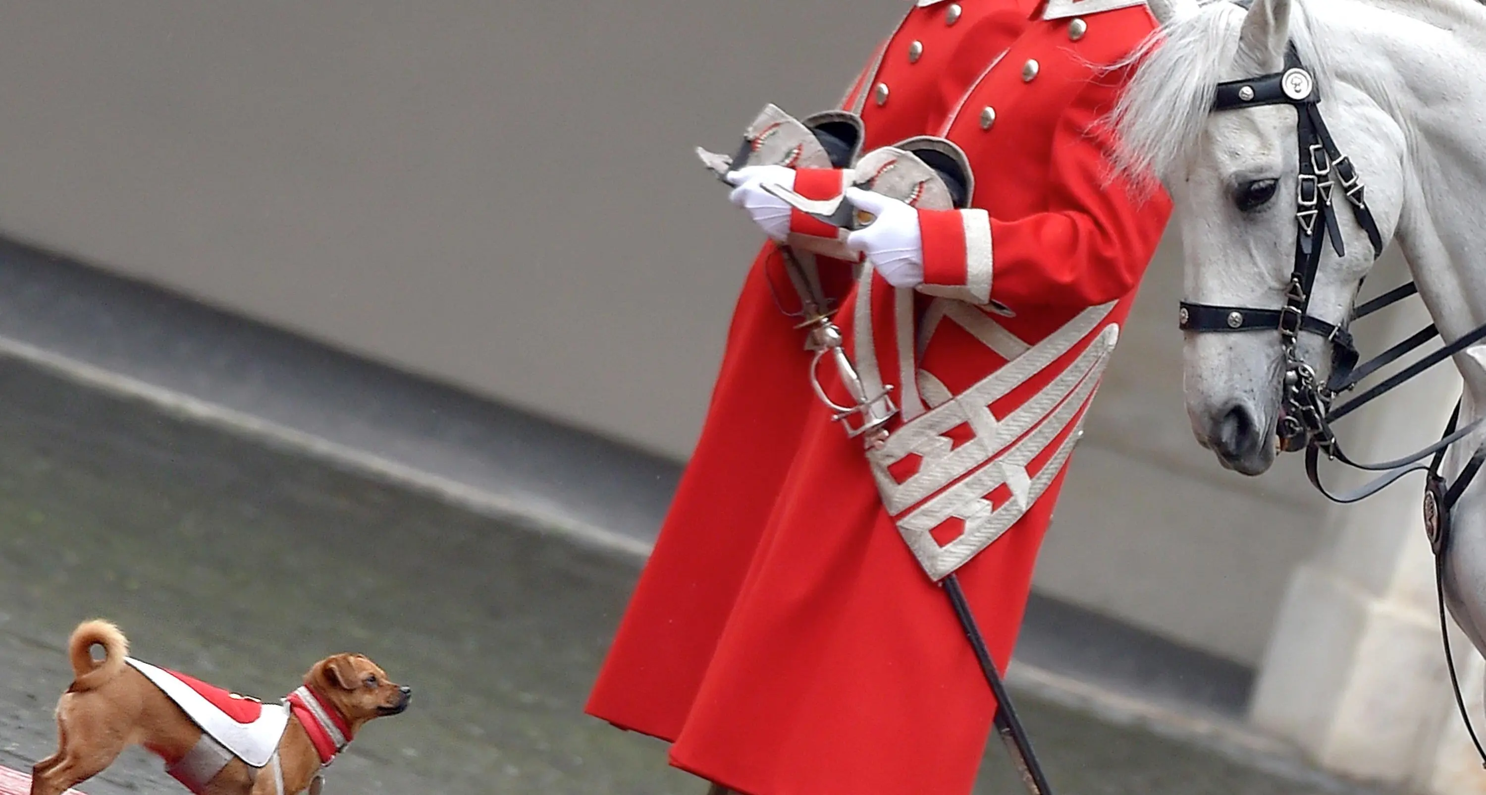 La mascotte Briciola al Quirinale: è già una star su Twitter