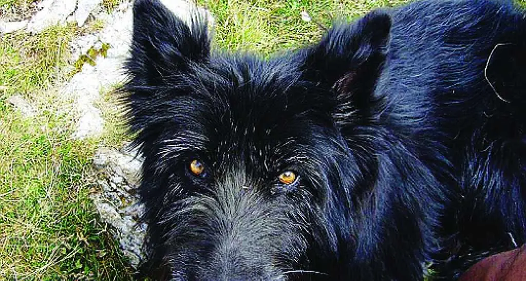 Un altro cane avvelenato nel giardino di una casa