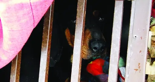 Segugio in fuga per mesi «catturato» e portato al canile