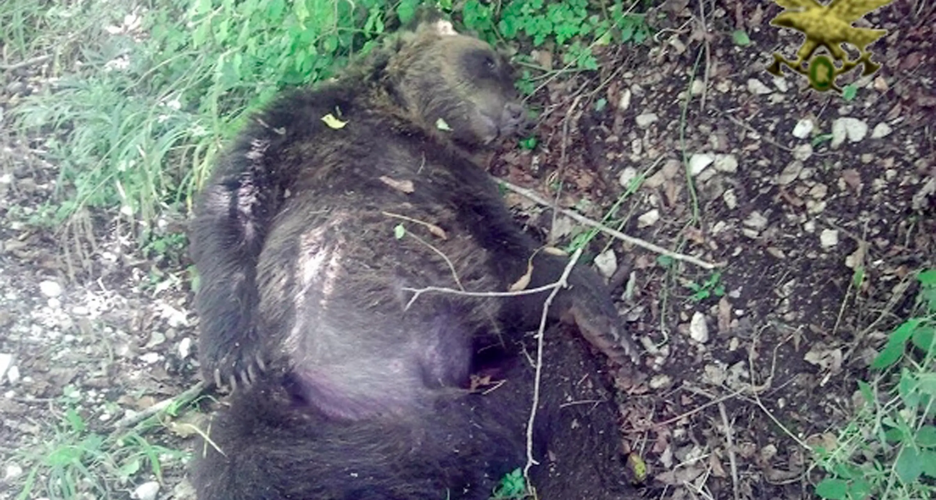 Valle di Non, morto l'orso M6 Lo ha ritrovato la forestale
