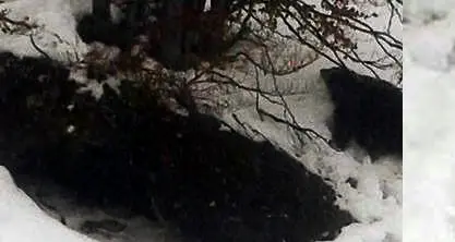 Abruzzo, in pista dopo gli sciatori arriva l'orso