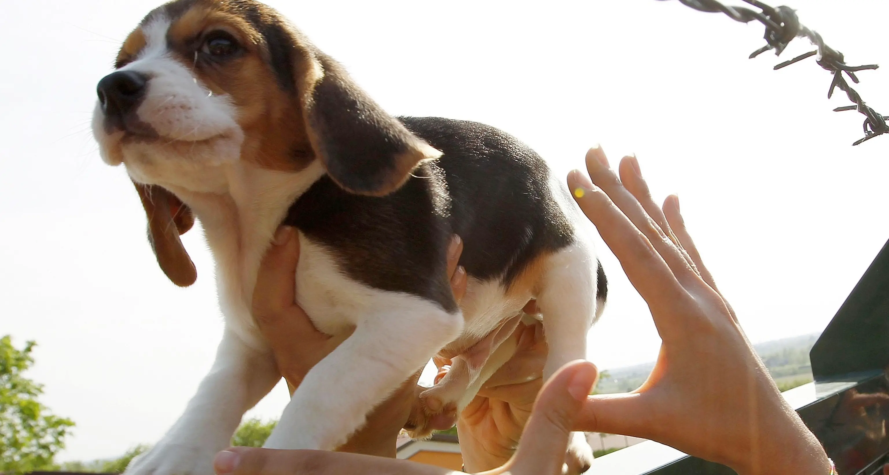Allevavano cani per esperimenti: condannati