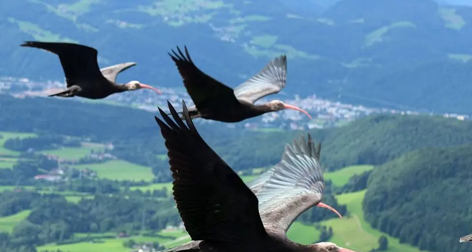 Si cercano altri due ibis eremiti da salvare e portare in Toscana
