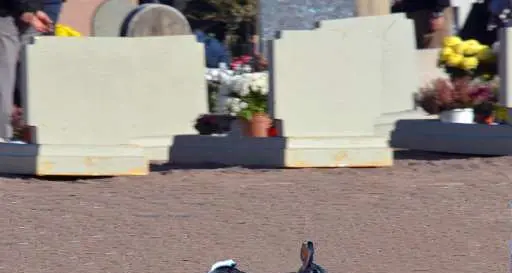 Cimitero «ostaggio» dei conigli.Cia: «Occorre una soluzione urgente»
