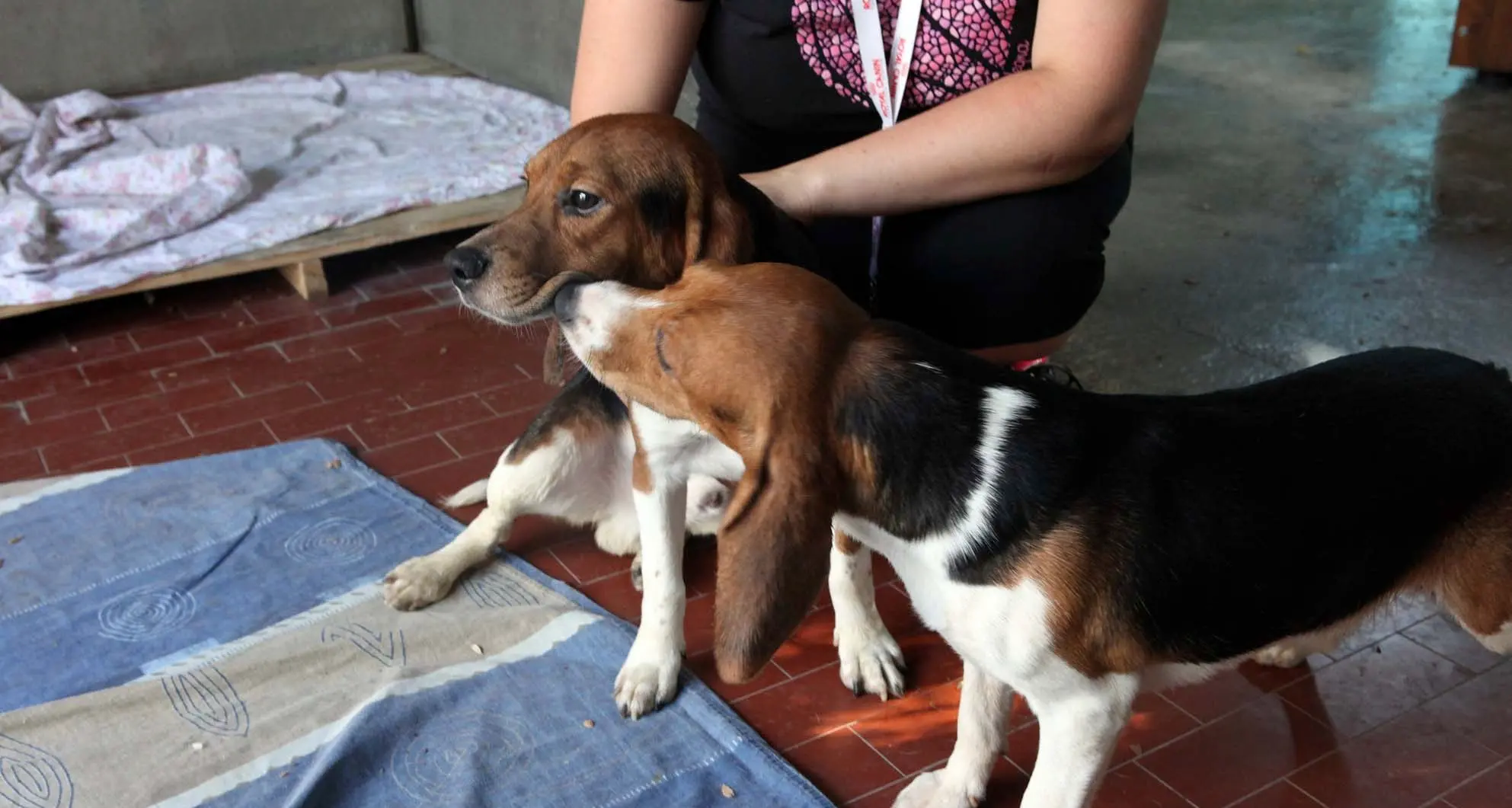 Cane venduto senza pedigree multa di 1.600 euro all'allevatore