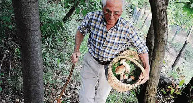 I funghi sono (anche) un affare Dai permessi 189mila euro