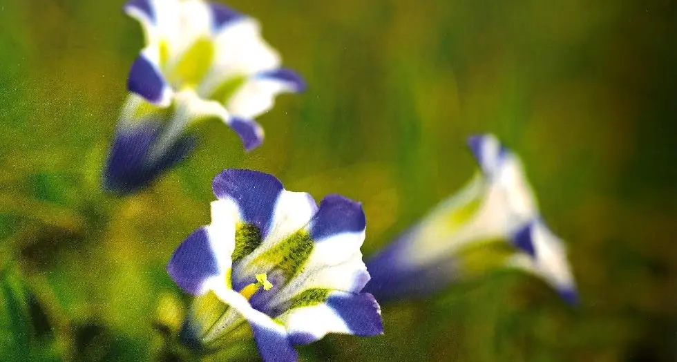 Quante belle piante in Trentino ecco l'Atlante della Flora dal Muso Civico roveretano