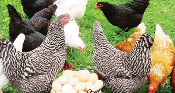 Troppe galline (9) nel pollaio Adesso rischia la multa