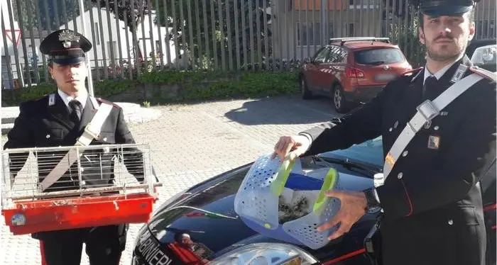 Una coppia bresciana fermata con 30 nidi di tordo in auto