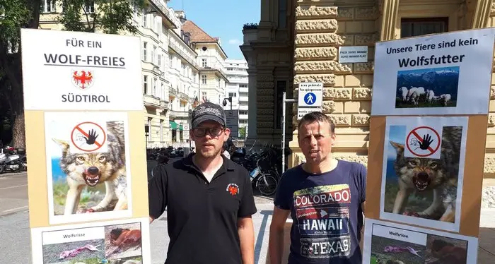 Bolzano, allevatori in piazza «No alla presenza dei lupi Attaccano i nostri animali»