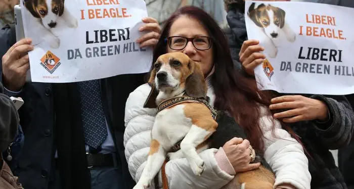 I beagle maltrattati, condanna per Green Hill