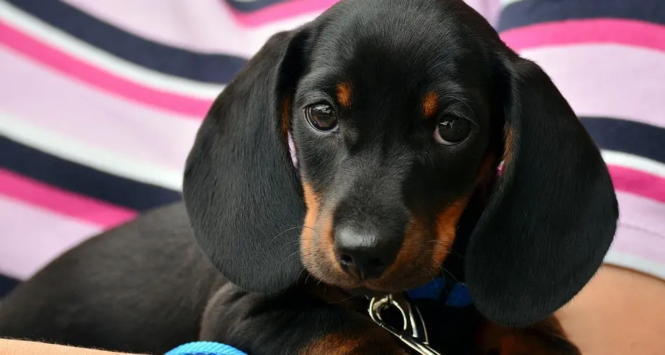 Ricerca: il cane mutua lo stress dai proprietari