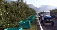 Blitz nel frutteto di mele In nero tutti i raccoglitori