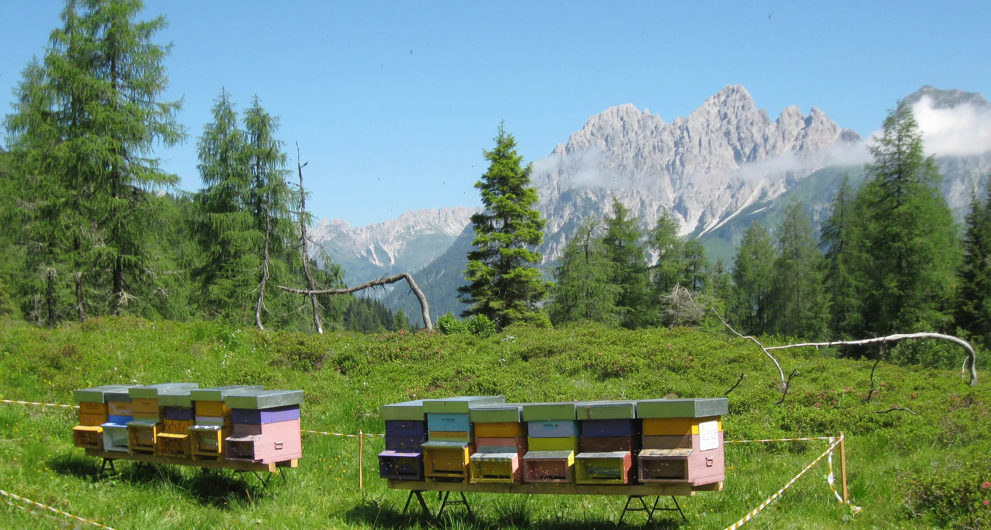 Il freddo di maggio ha bloccato le api In Trentino non hanno prodotto miele
