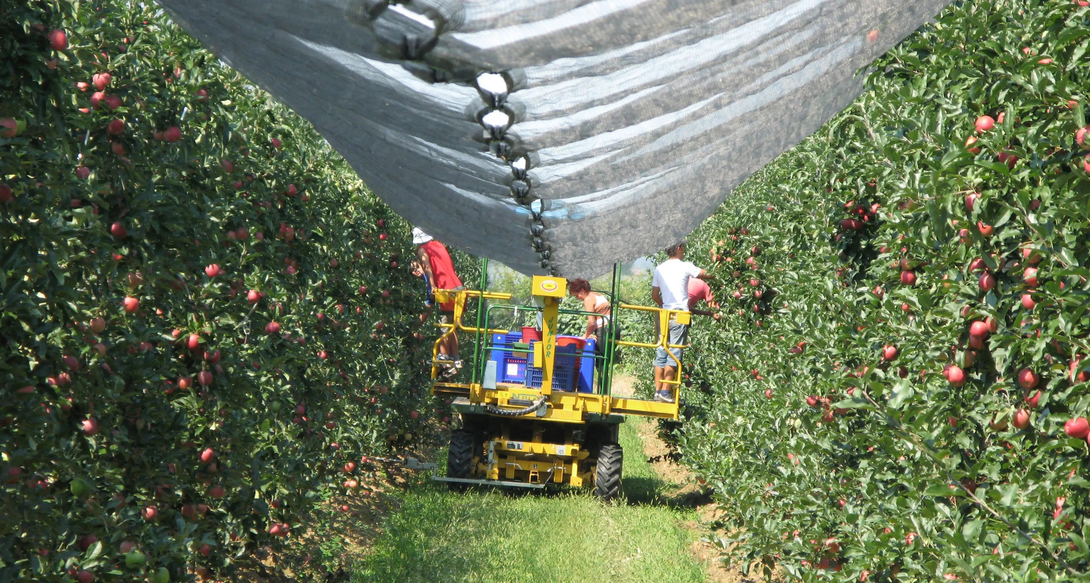 Raccoglitori stranieri per la frutta a Trento, Rovereto e Cles punti prelievo per fare i tamponi