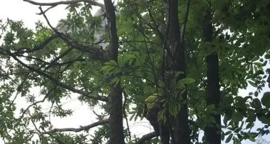 Si impiglia con il parapendio su un albero del Monte Zaccon