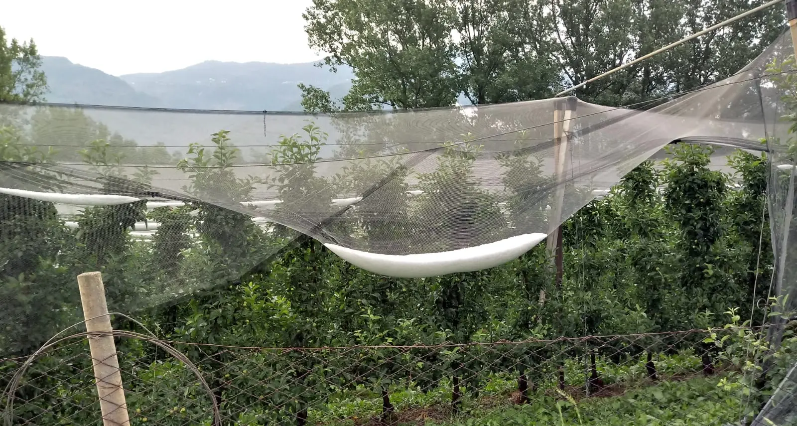 Primi temporali dopo il caldo grandinata sui campi di Levico colpita la zona di S. Giuliana