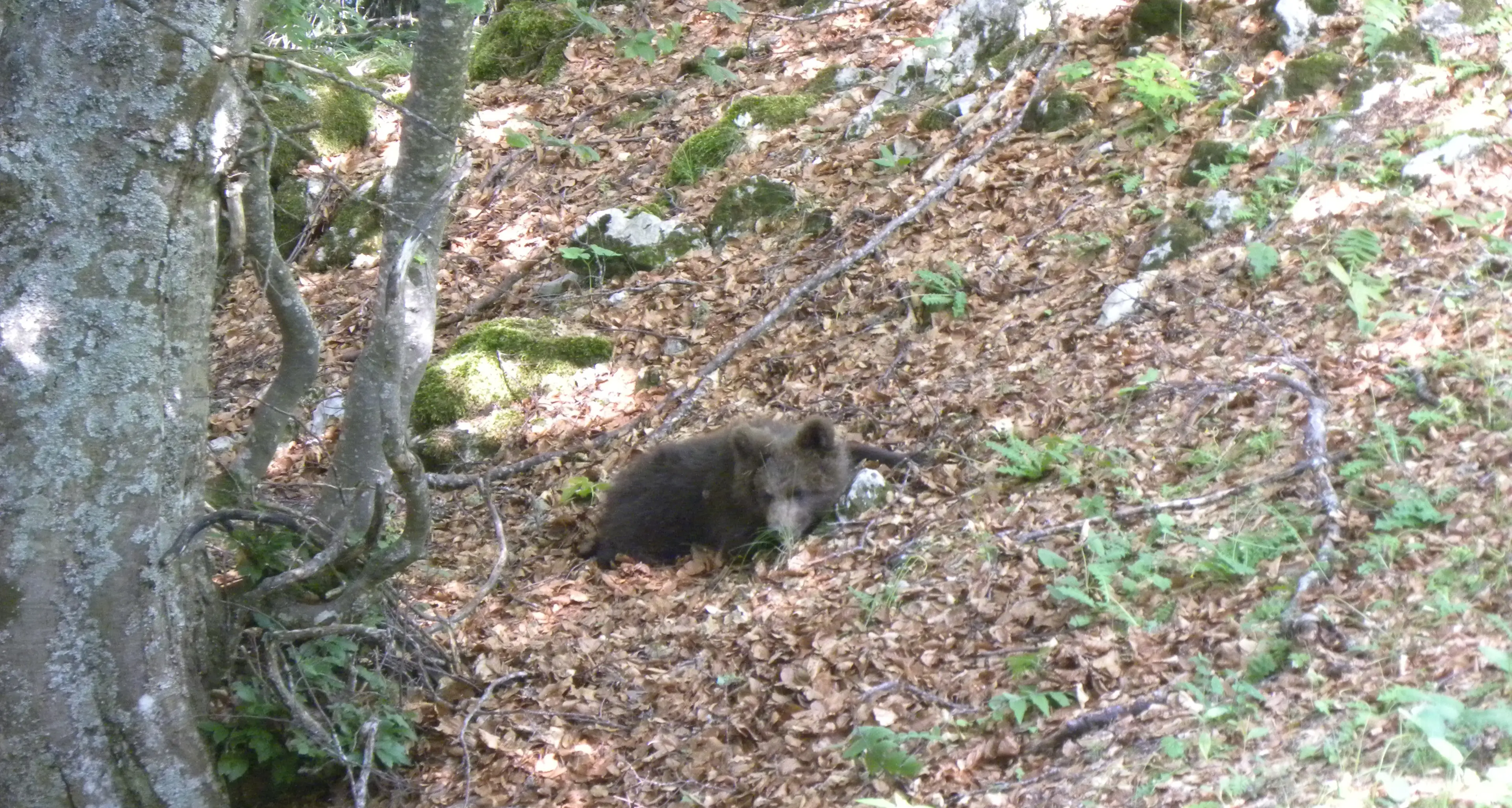 Seguono e filmano l'orsetto uscito dal bosco a Nandrino di San Giovanni