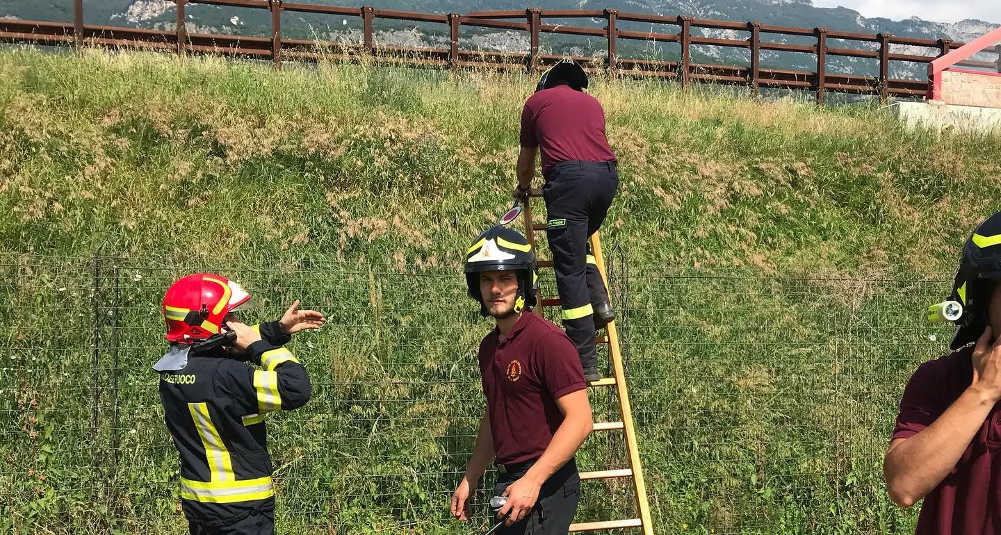 Capriolo salta la recinzione e si avventura in autostrada: preso e salvato dai pompieri