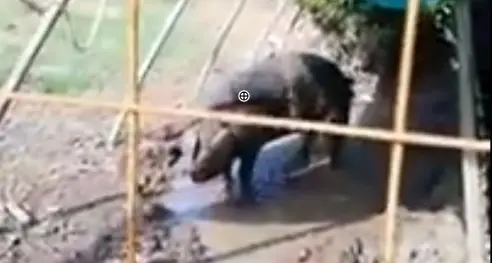 Che caldo in Predaia, i maialini neri del Golos fanno la doccia fresca-