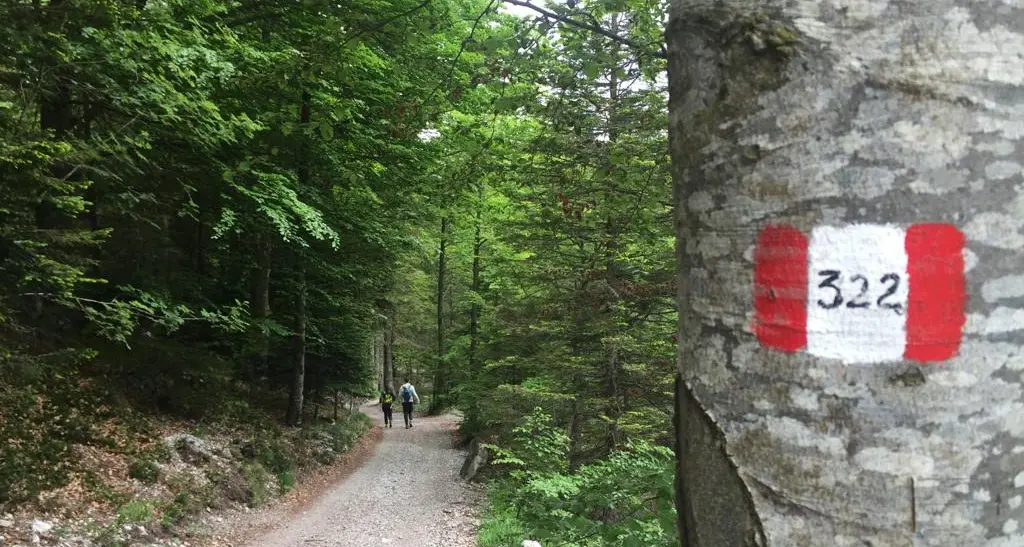 Uno studio medico conferma: il «bagno di foresta» riduce ansia e stress nei pazienti