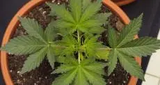 A casa coltivava marijuana Denunciato un 28enne