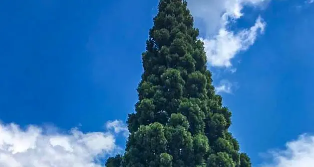 Destino ormai segnato per la sequoia di Bosentino