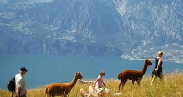 Attacco del lupo sul monte Baldo Colpiti due alpaca a Tratto Spino