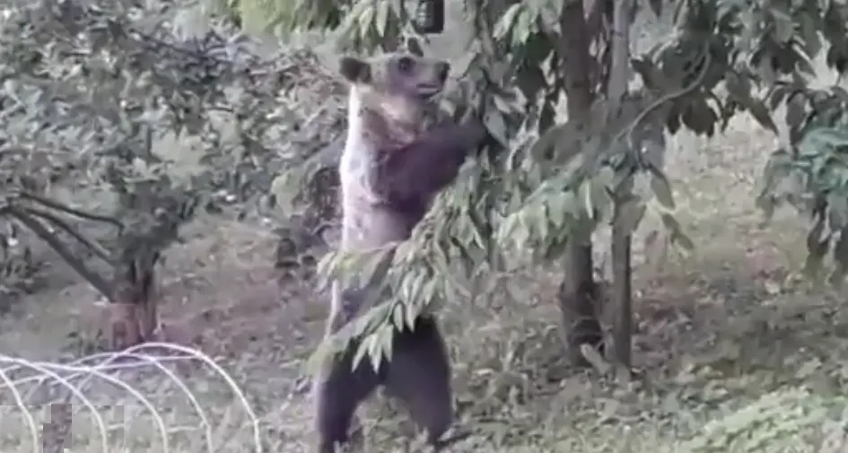 L'orso fa una scorpacciata di ciliegie nel frutteto a Tignerone - Video
