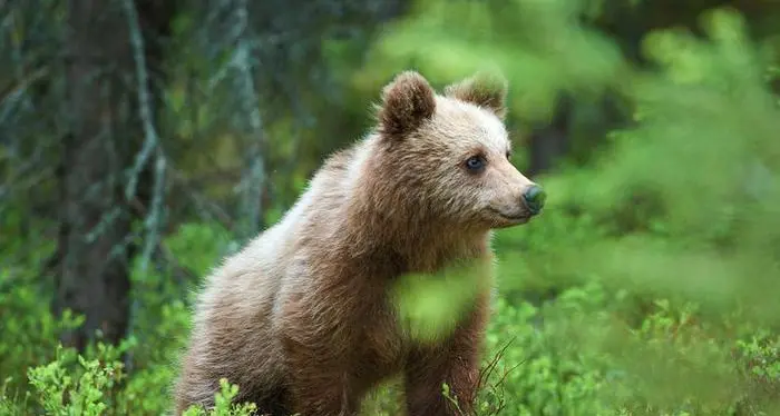 La Forestale cerca M49 e intanto suo cugino M24 si fa vedere in Val d'Ossola